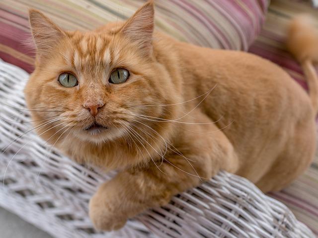 Can Maine Coon Cats Go Outside: Reasons Why Maine Coon Are Kept Indoors and Tips to Entertain Them