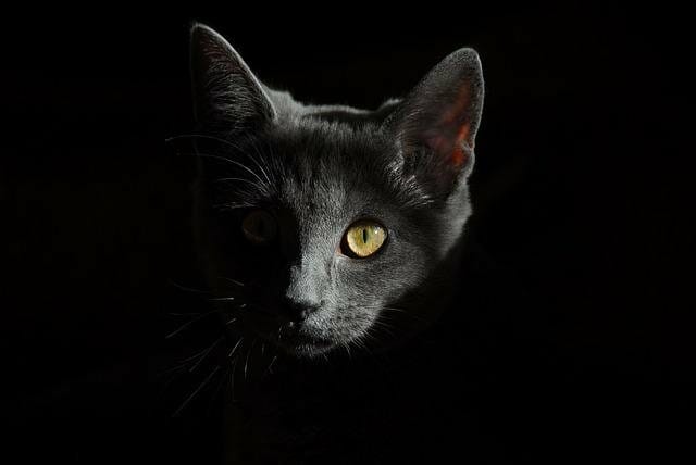 Do Cats Have Night Vision? Here’s What We Know
