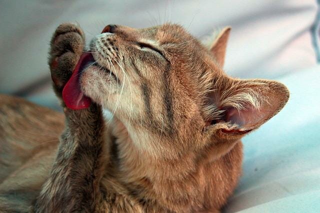 When a Cat Licks You What Does It Mean: Reasons Why Your Cat Licks You and How to Deal With It