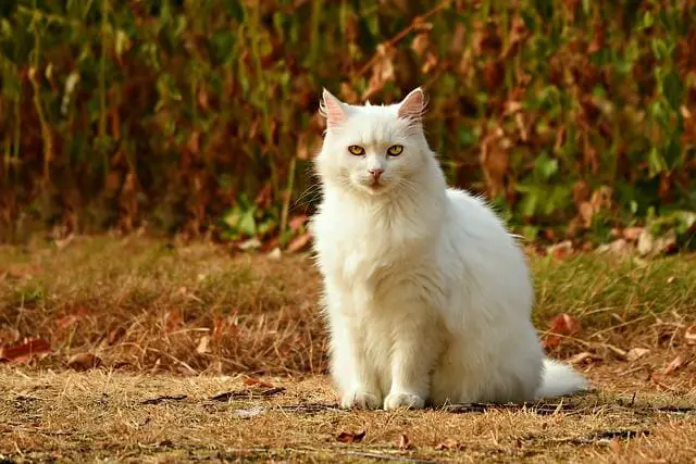 How Do Cats Age: Signs of Aging in Cats and How to Deal With It
