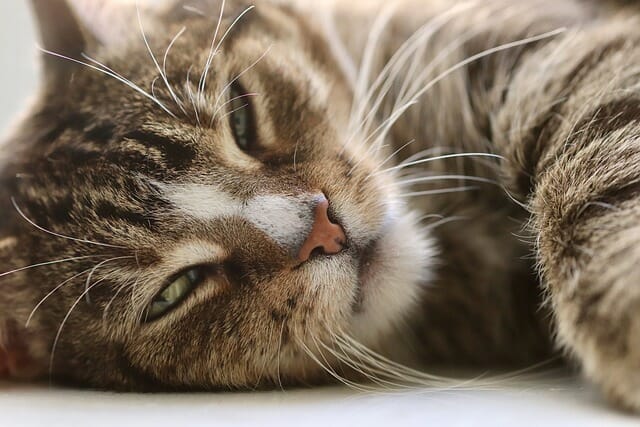 Do Cat Bleed When in Heat: Sign of Heat in Cats and How to Deal With It