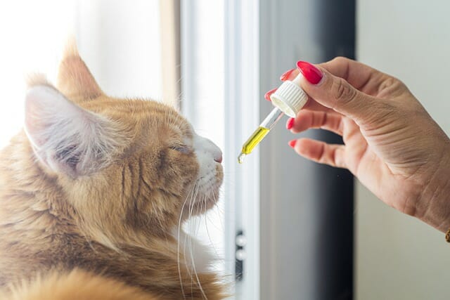 The Best Way to Give a Cat a Pill – Safe and Fast
