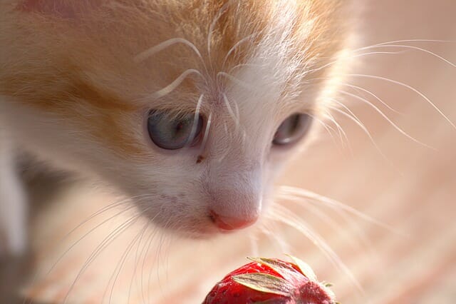 Can Cat Eat Strawberry: Strawberries as Part of Cat’s Diet