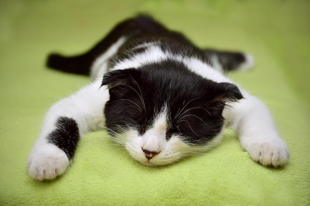 Does Cats Get Periods? Here’s What You Need To Know