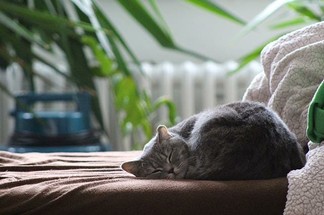 How Much Do Cats Sleep: Factors Affecting a Cat’s Sleep Duration