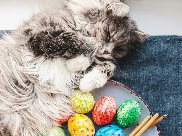Can Cats Eat Eggs? The Answer Might Surprise You