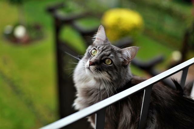 Are Maine Coon Cats Rare: How Rare and Maine Coon Cats