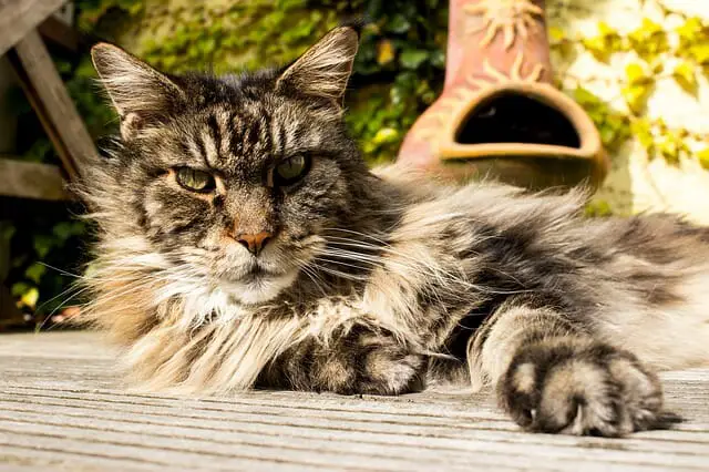 Are Maine Coon Cats Smart: How Smart Are Maine Coons? - MyMoggy