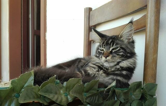 Are Maine Coon House Cats: Advantages and Disadvantages of Living Indoor