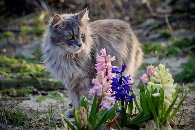 Types of Maine Coon Cats: Variety of Maine Coon Cats