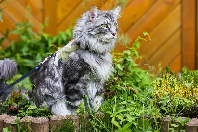 Are Maine Coon Cats Good Pets? Here Are The  Reasons You Should Consider Adopting One!
