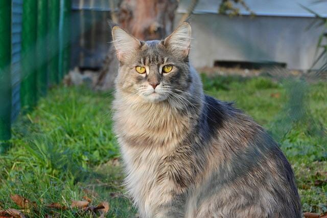 How Big Do Maine Coon Cats Get: All About the Growth of a Maine Coon Cat