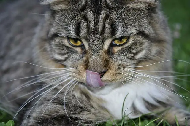 Are Maine Coon Cats Smart? A Look At The Facts