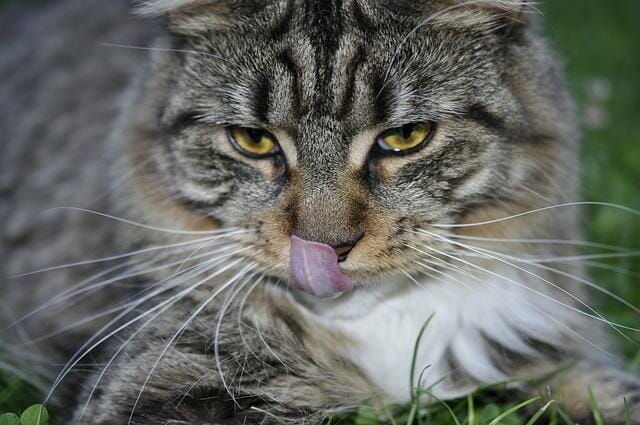 Are Maine Coon Cats Smart: How Smart Are Maine Coons?