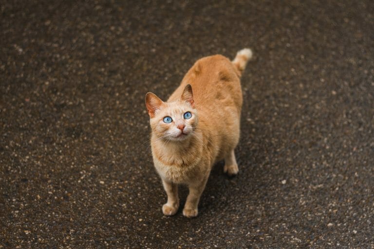 How Long Do Cats Stay Pregnant? | The Answer May Surprise You