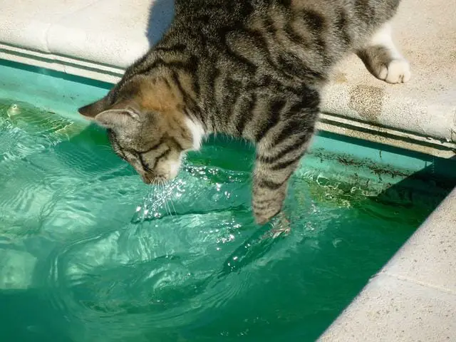 Why Do Cats Fear Water? A Clue Might Lie In Their Genetic Code