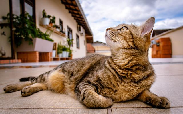Cat Indoor Vs. Outdoor: The Advantage of Keeping Them
