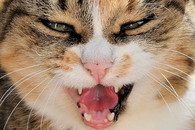Do Cat Teeth Fall Out? The Truth About Munchkin teeth