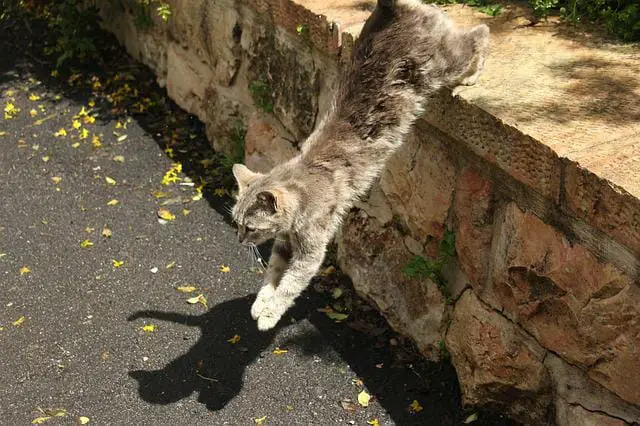How High Can A Cat Jump? A Look At The Science Behind This Adorable Behavior