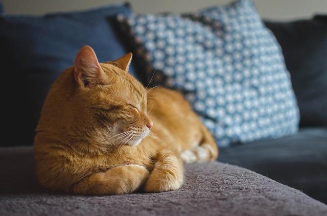 Best Cat To Own: What To Consider When Choosing The Right Cat