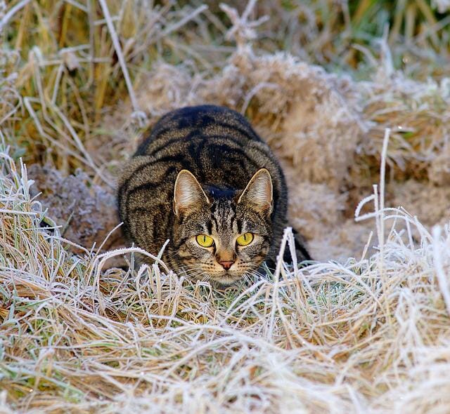 How to Eliminate Cat Urine Odor: Ways to Reduce Cat Urine Smell