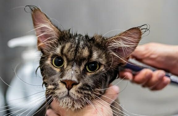 Best Way to Bathe a Cat: Things to Keep in Mind When Giving Your Cat a Bath