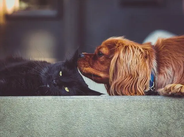 How to Get a Cat to Like Dog: Tips to Make Your Cat Like a Dog