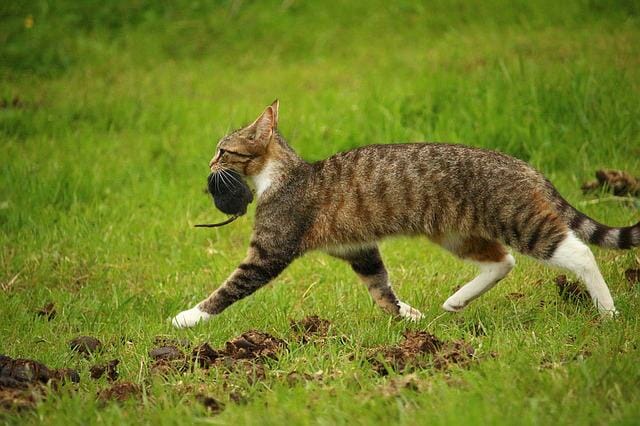 Do Cats Eat Rats: Understanding the Feline Tendency to Eat Rodents