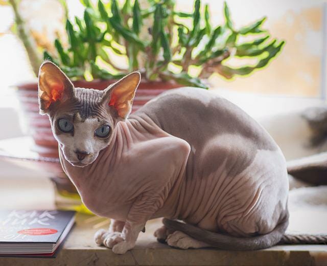 How Much is a Hairless Cat? A Comprehensive Guide