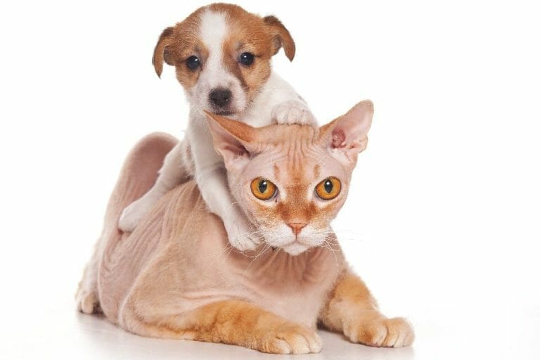Why Are Cats Better Than Dogs: Reasons Why Some May Prefer Cats Over Dogs