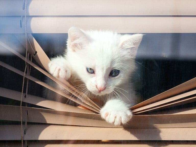 How to Care for a Blind Cat: Tips to Ensure Your Cat’s Comfort