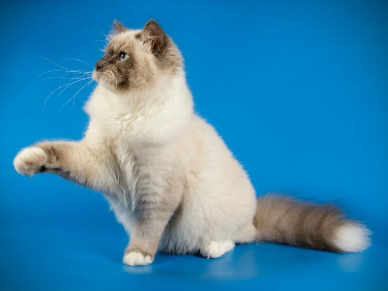 Cat Suddenly Walking Like Drunk: Causes and Treatment for Your Cat