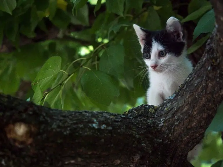 How to Get a Cat Out of a Tree: Tips to Get Your Cat Safely
