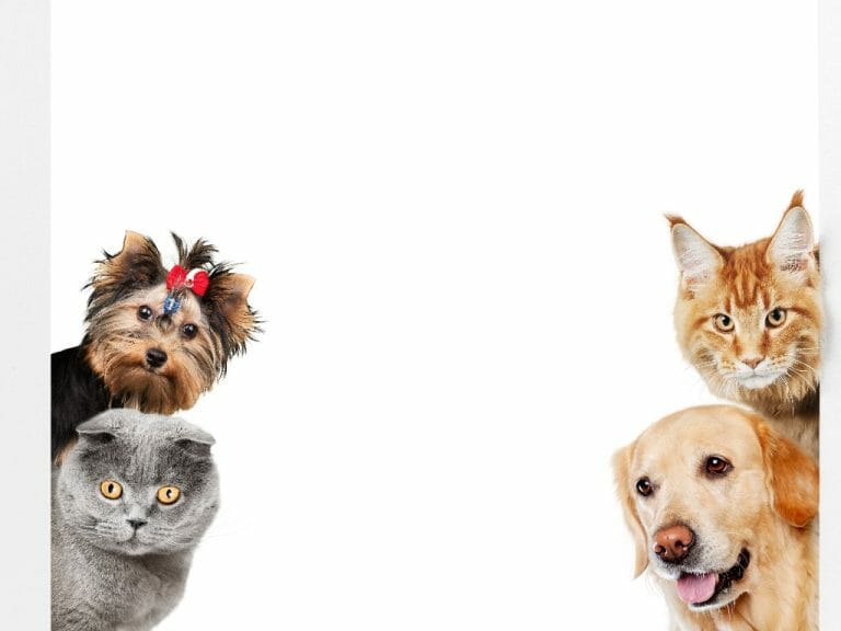 Can Cat and Dog Mate: Understanding Why Cats and Dogs Sometimes Mount Each Other