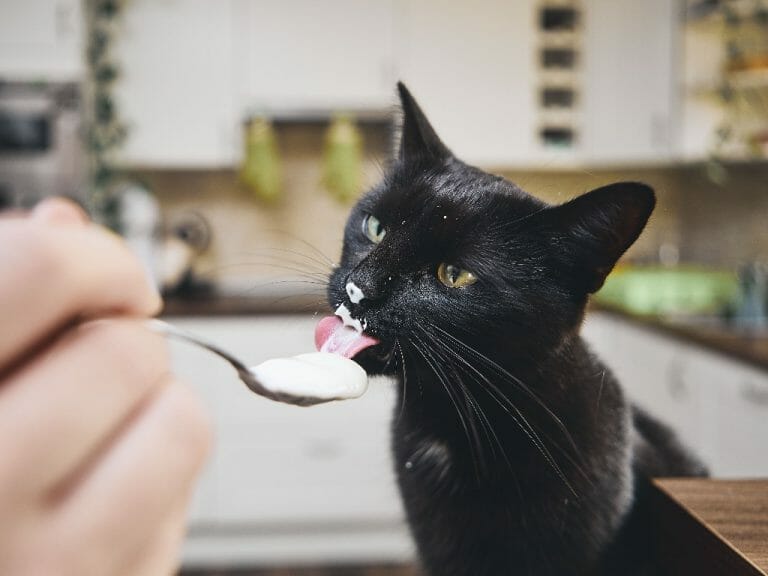 Can Cats Eat Yogurt: Yogurt Flavors, Health Benefits, and Caution for Cats