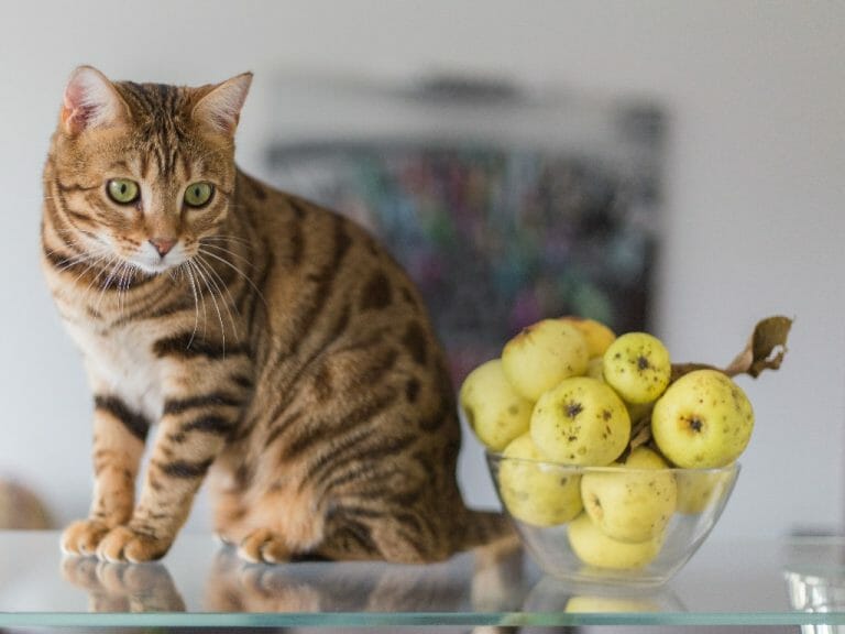 Can Cats Eat Apples: A Guide to Safely Feeding Your Pet Apples