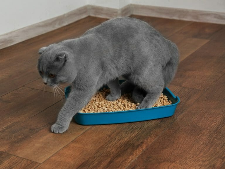 Does Cat Litter Expire: How Long Cat Litter Lasts and How to Use It for Longer