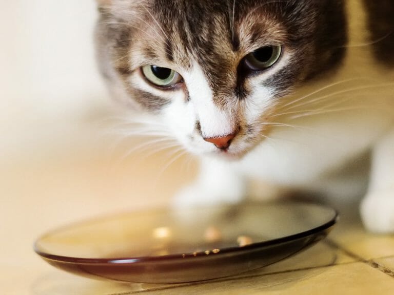 Will a Cat Starve Itself to Death: Starvation in Cats and Reason Why They Won’t Eat