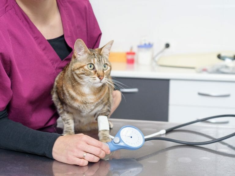 How to Check Cat Blood Sugar: Tips to Monitor Your Cat’s Blood Sugar