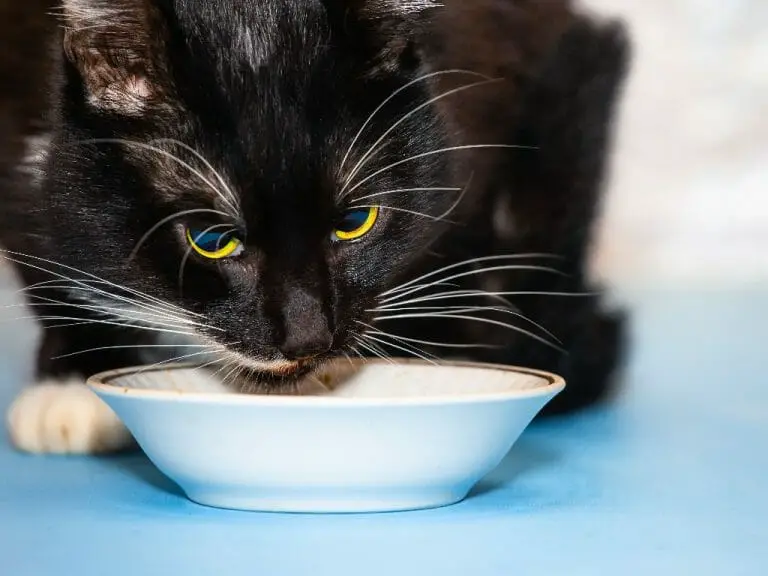Can Cats Eat Rice: Kinds and Benefits of Feeding Rice to Your Feline Friend