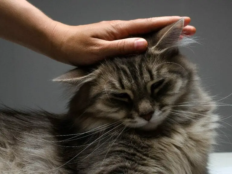 How to Control Cat Hair: 9 Tips for Managing Fur Shedding in Your Pet Cat