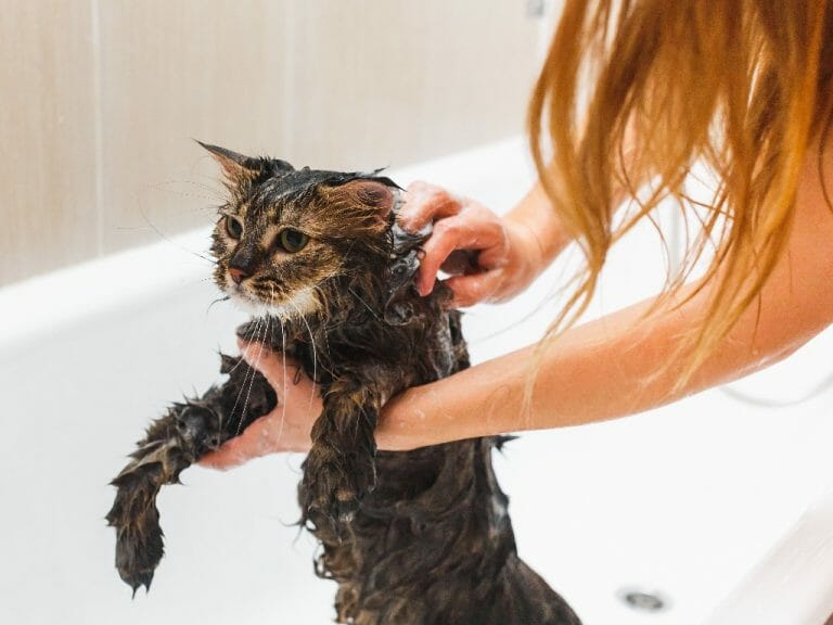 Can I Wash My Cat With Dawn: Pros and Cons of Washing Your Cat With Dish Soap