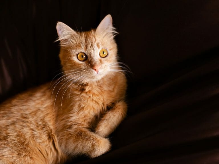 Can a Cat Have a Heart Attack: Types and Symptoms of Heart Diseases