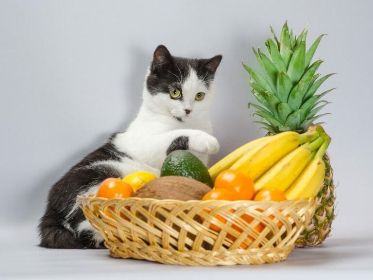 Can Cats Eat Avocado: A Guide to Safely Feeding This Fruit to Your Pet