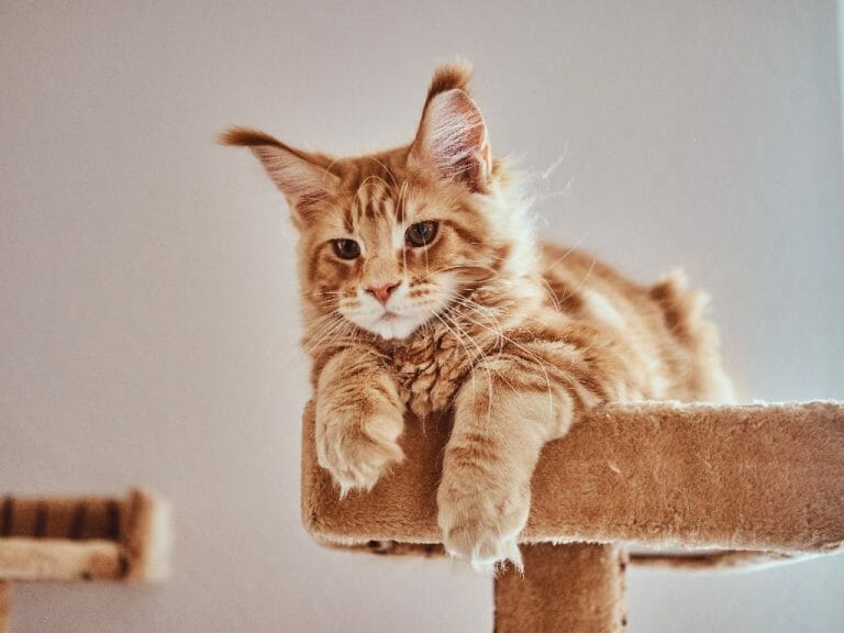 Most Luxurious Cat Breeds: 17 Most Expensive Cats