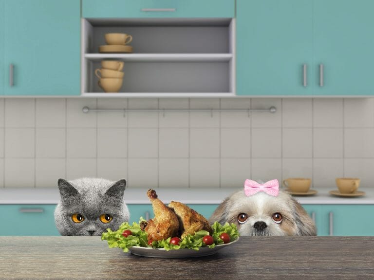 Can Cat Food Kill a Dog: The Differences Between Dog and Cat Foods and How to Feed Them to Your Pets Safely
