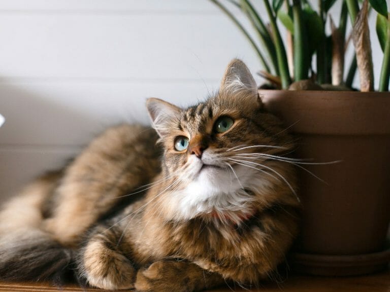 Can Indoor Cats Get Worms: Types of Worms and How Your Cat Can Possibly Get One