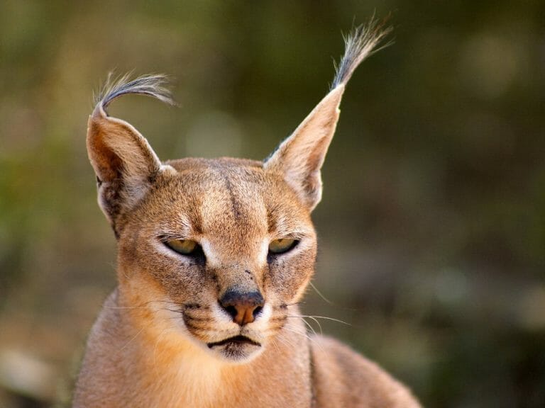 What Cat Is Floppa: What You Need to Know About Caracals