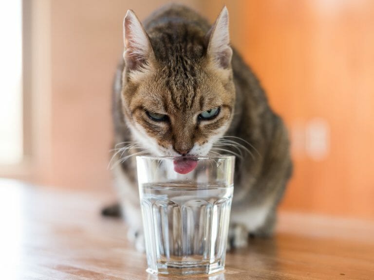 Cat Who Drinks a Lot of Water: The Ideal Cat Water Intake and Their Reasons for Exceeding It