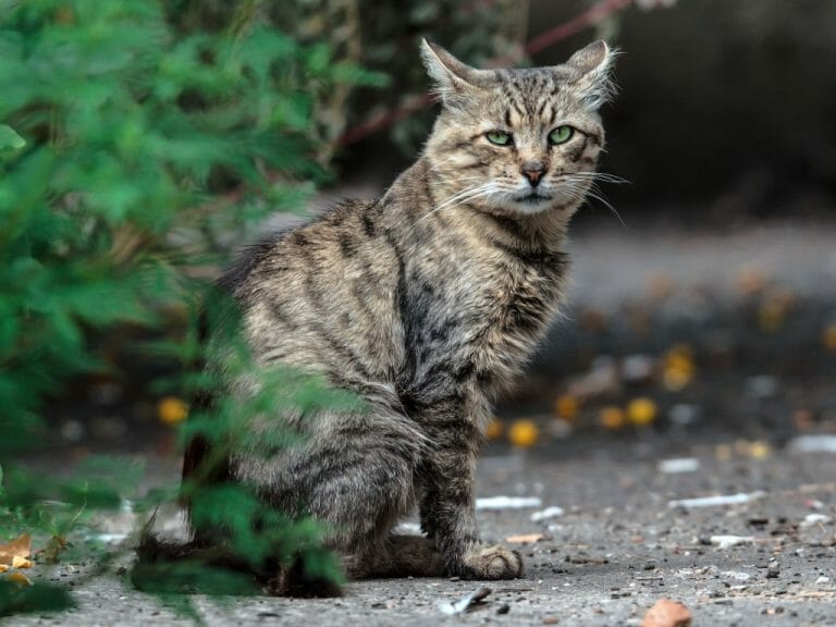 How Old Cats Live: Taking Care of Elderly Cats